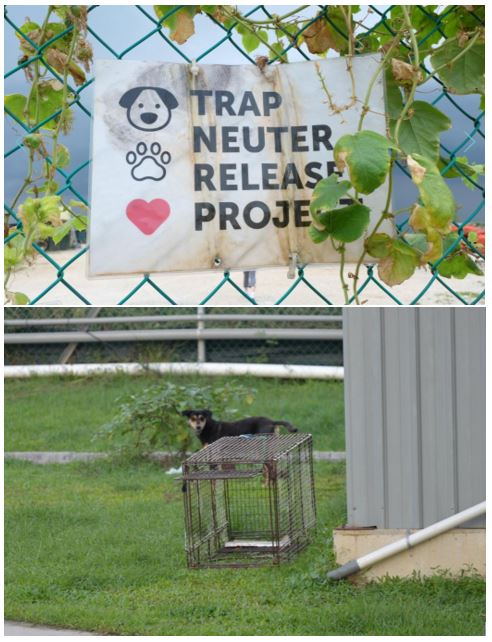 Trap Neuter Release Operation by SOSD.